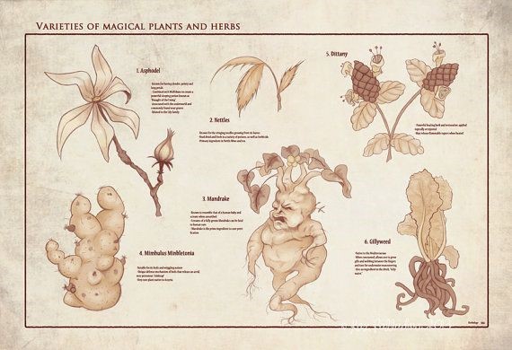 A herbology diagram of magical plants and herbs.