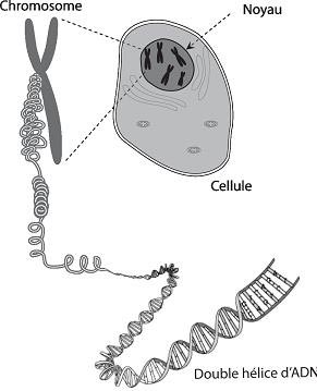 A diagram of a DNA cell.