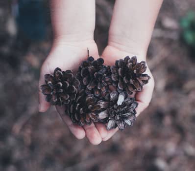 Two hands holding pine cones.